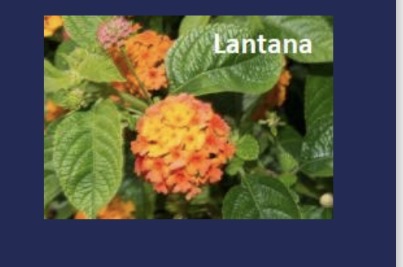 <p>substance in lantana plant → liver faliure </p>