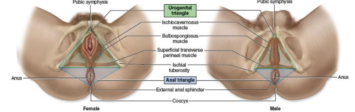 <ul><li><p>Area between the external genitalia and anus.</p></li><li><p>Contains muscles that support the pelvic organs.</p></li></ul><p></p>