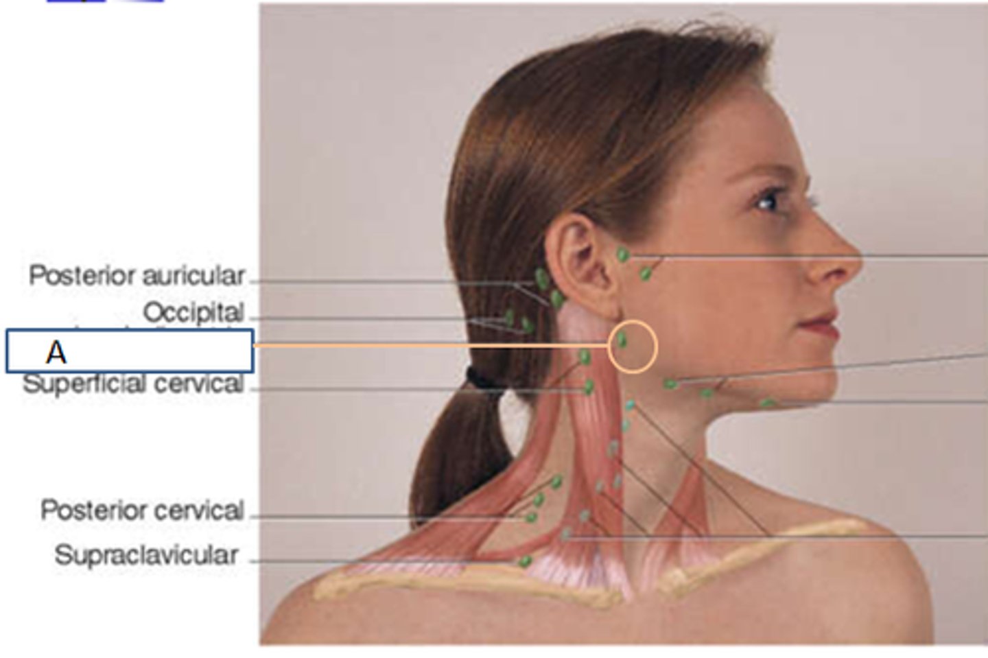 <p>palpate in front of the ear</p>