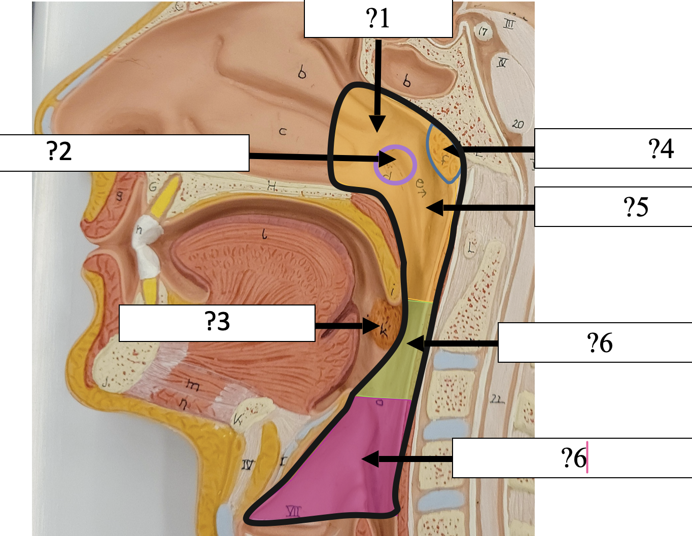 <p>4 Name the tissue?</p>