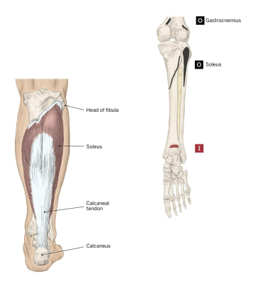 <p>Action: Plantar flex the floot</p><p>Origin: Soleal line, proximal posterior surface of the tibia, and the posterior head of the fibula</p><p>Insertion: Calcaneus via the calcaneal or achilles tendon</p>
