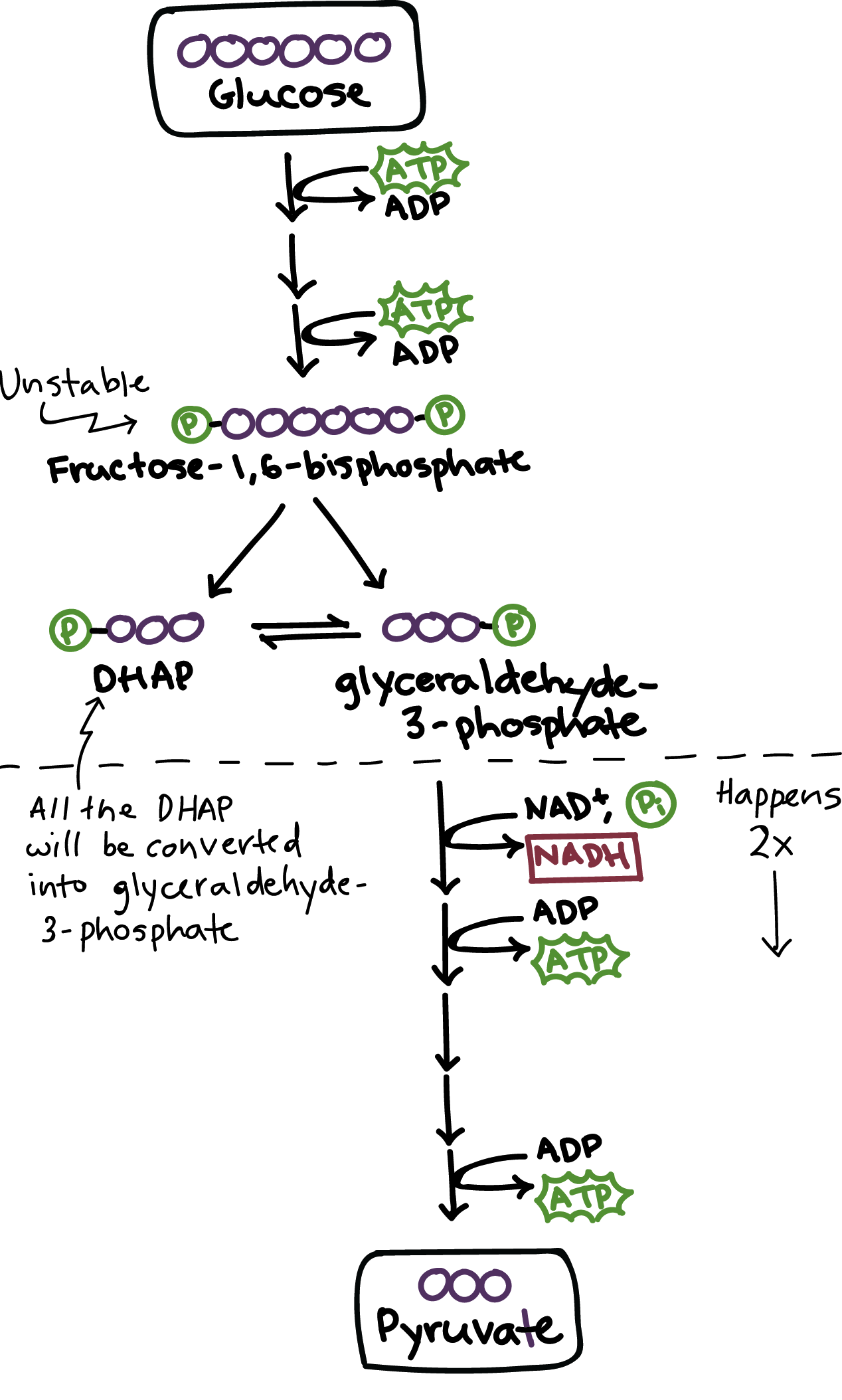 <p>Takes place in the cytoplasm. The cell takes in a 6-carbon sugar (glucose), and breaks it down into two pyruvate (3 carbon) molecules. There is a net-gain of 2 ATP molecules and 2 NADH molecules. If no oxygen is present during this, it also produces lactic acid.</p>