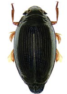 <p>What is the name of this bug?</p>
