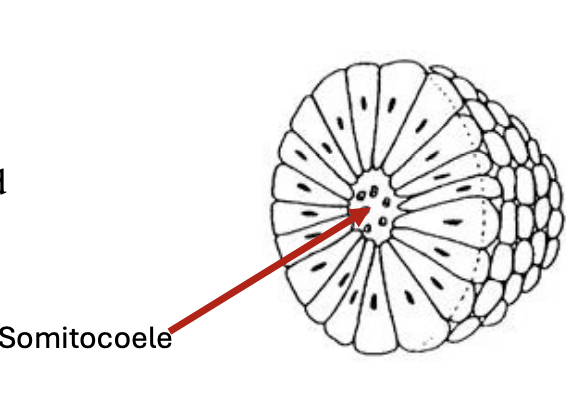 <p>the epithelial-like cells organize around a central cavity called the somitocoele </p>