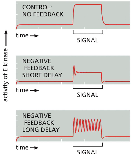 <p>Short delay -> adaptation</p><p>Long delay -> oscillations</p>