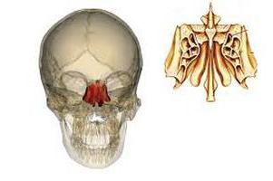 <p>os ethmoidale </p>