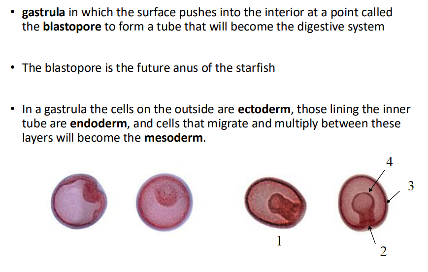 <p>Identify each labeled stage of development/structure.</p>
