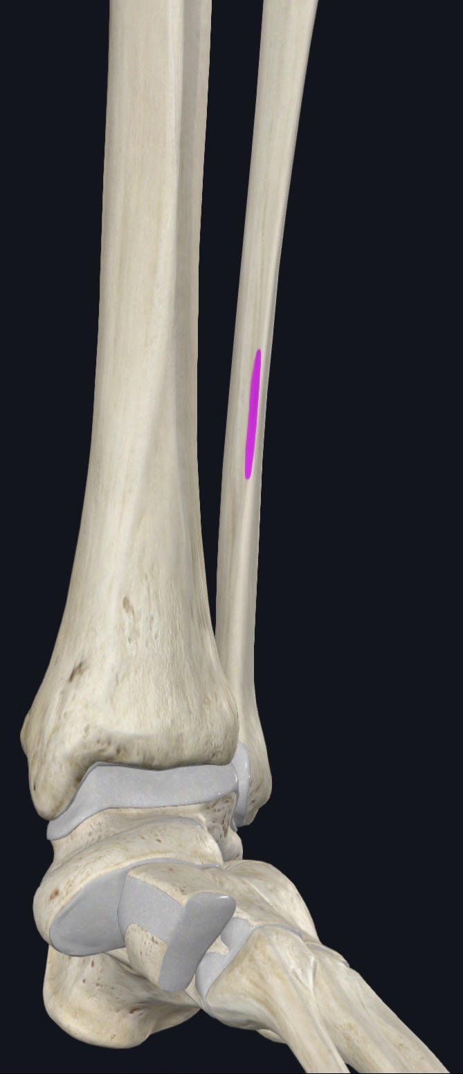 <p>Inferior third of anterior surface of fibula &amp; interosseous membrane</p>