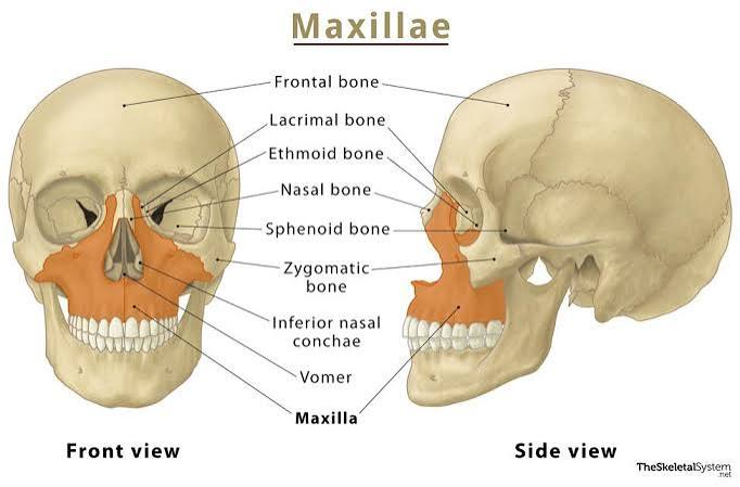 <p>Upper jaw.</p>