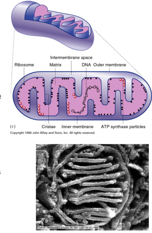 <ul><li><p><strong><u>Structure</u></strong><u> </u></p><ul><li><p><u>2 membranes </u></p><ul><li><p><strong>Outer membrane</strong></p></li><li><p><strong>Inner membrane</strong> = folded in → INCREASE surface area </p></li></ul></li><li><p><strong>Matrix</strong> = innermost space</p></li><li><p><strong>Intermembrane space</strong> = space b/w 2 membranes</p></li><li><p>Shape = cylindrical + dynamic </p><ul><li><p>Can fuse to tubes + Δ shape</p></li><li><p>Role of Δ morphology (shape) NOT understood</p></li></ul></li></ul></li><li><p><strong><u>Function</u></strong> = produce ATP for cellular energy </p><ul><li><p>Cytoplasm → <u>Glycolysis</u> = breaks down glucose → 2 ATP + pyruvate </p></li><li><p>Mitochondria = <u>Oxidative metabolism</u> (Citric acid/Krebs cycle) = pyruvate → mitochondria → broken into 30+ ATP </p></li></ul></li><li><p><strong><u>Location</u></strong> = throughout cytoplasm </p><ul><li><p>Sometimes in areas where more energy is needed (muscle cells)</p></li><li><p>Associated w/ microtubules → move along microtubules through molecular motors </p></li></ul></li></ul><p></p>