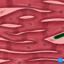 <p>Involuntary control - controlled by autonomic nervous system</p><ul><li><p>Strong </p></li></ul><ul><li><p>HEART tissue that pumpd blood throughout the body</p></li><li><p>Has banded striations caused by protein fibers </p></li><li><p>Has branched structure and intercalated discs that allow electrical impulse conduction (Allows heart to beat)</p></li></ul><p></p>