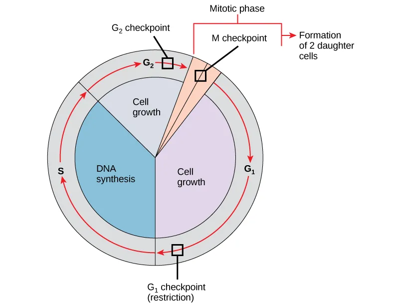 <p>there are internal control mechanisms that operate at three main cell cycle checkpoints: end of G1, G2/M transition and during metaphase</p>