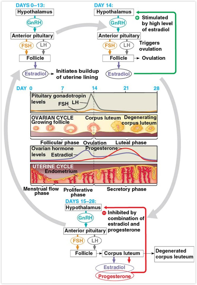 <ul><li><p>hypothalamus</p><ul><li><p>GnRH (gonadotropin releasing hormone)</p></li></ul></li><li><p>Anterior pituitary gland</p><ul><li><p>FSH and LH (follicle stimulating hormone and luteinizing hormone)</p></li></ul></li><li><p>Ovaries</p><ul><li><p>FSH stimulates maturation of follicle (estrogen) </p></li><li><p>LH stimulates ovulation and development of corpus luteum</p></li></ul></li><li><p>day 0-13 follicle is growing</p></li><li><p>day 14 estradiol gives positive feedback</p></li><li><p>the big peak in LH stimulates ovulation</p><ul><li><p>the estradiol peak guides peak in LH</p></li></ul></li><li><p>estradiol and progesterone inhibit production of GnRH</p><ul><li><p>releases the egg</p></li></ul></li><li><p>ruptured follicle = corpus luteum</p></li><li><p>corpus luteus produced progesterone as it degenerates</p></li><li><p>endometrium thickens as a result of progesterone</p><ul><li><p>preparation for fertilized egg implantation</p></li></ul></li><li><p>day 15-28: negative feed pack</p><ul><li><p>no more eggs released</p></li></ul></li></ul><p></p>