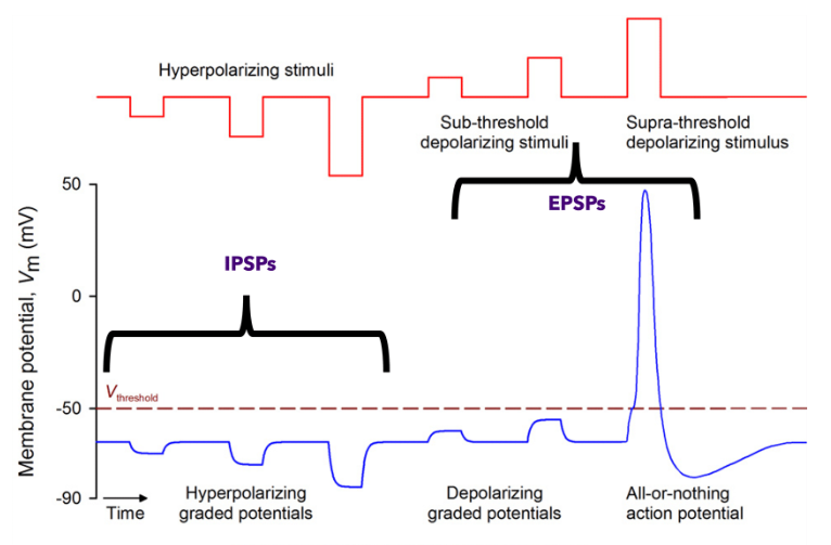 <p>EPSP → depolarize below threshold &amp; INC inside (+)</p><ul><li><p>turn on neuron </p></li></ul><p>IPSP → hyperpolarize below RMP &amp; INC inside (-) than RMP</p><ul><li><p>shut off neuron </p></li></ul><p></p><p>size of stimuli = INC change membrane potential</p><p>both graded potential b/c size based on stimuli</p>