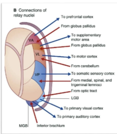 <p>Projections from these nuclei serve as final segment of pathways conveying sensory info from the periphery to the primary sensory fields of the cortex. </p><p>Types of nuclei found in this group:</p><ul><li><p>Ventral posterior sulcus - Somatosensory</p></li><li><p>Lateral geniculate nucleus - Vision </p></li><li><p>Medial geniculate nucleus - Audition</p></li></ul><p>**** Olfactory input reaches the olf. cortex w/o traveling through thalamus. </p><p></p>