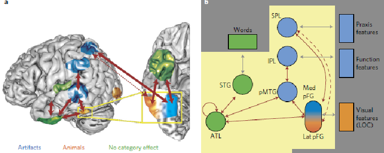 <p><span style="background-color: inherit; line-height: 21.85px; color: windowtext;">Semantic deficits following stroke can affect some categories more than others</span><span style="line-height: 21.85px; color: windowtext;"> </span></p><ul><li><p class="Paragraph SCXO236756687 BCX0" style="text-align: left;"><span style="background-color: inherit; line-height: 21.85px; color: windowtext;">Could be due to different feature types: sensory-functional distinction</span><span style="line-height: 21.85px; color: windowtext;"> </span></p><ul><li><p class="Paragraph SCXO236756687 BCX0" style="text-align: left;"><span style="background-color: inherit; line-height: 21.85px; color: windowtext;">Animals + fruit: defined more by sensory knowledge (colour, shape, four legs, etc.)</span><span style="line-height: 21.85px; color: windowtext;"> </span></p></li><li><p class="Paragraph SCXO236756687 BCX0" style="text-align: left;"><span style="background-color: inherit; line-height: 21.85px; color: windowtext;">Inanimate objects (e.g. tools): defined more by their functions + associated actions</span><span style="line-height: 21.85px; color: windowtext;"> </span></p></li><li><p class="Paragraph SCXO236756687 BCX0" style="text-align: left;"><span style="background-color: inherit; line-height: 21.85px; color: windowtext;">Converging evidence: gemstones + musical instruments tend to be impaired with living things (sensory) but body parts tend to be impaired with nonliving things (functional)</span></p></li></ul></li><li><p class="Paragraph SCXO236756687 BCX0" style="text-align: left;"><span style="background-color: inherit; line-height: 21.85px; color: windowtext;">Explains why some patients have general semantic loss (e.g. semantic dementia) + others show category-specific deficits (e.g. tools vs animals)</span><span style="line-height: 21.85px; color: windowtext;"> </span></p><ul><li><p class="Paragraph SCXO187727923 BCX0" style="text-align: left;"><span style="background-color: inherit; line-height: 21.85px; color: windowtext;">Hub damage → category-general impairment</span><span style="line-height: 21.85px; color: windowtext;"> </span></p></li><li><p class="Paragraph SCXO187727923 BCX0" style="text-align: left;"><span style="background-color: inherit; line-height: 21.85px; color: windowtext;">Spoke damage → category-specific impairment</span></p></li></ul></li></ul><p></p>
