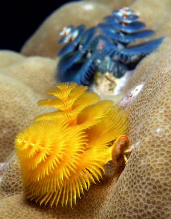 <p>Polychaetes are often divided into ______ and mobile forms</p>