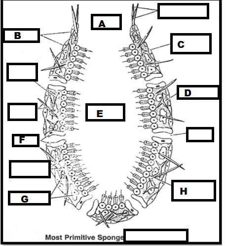 <p>B</p>