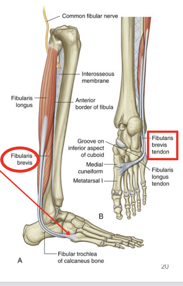 <p>O: distal 2/3 lateral fibula</p><p>I: 5th metatarsal</p><p>A: eversion and assistes in PF of foot</p>