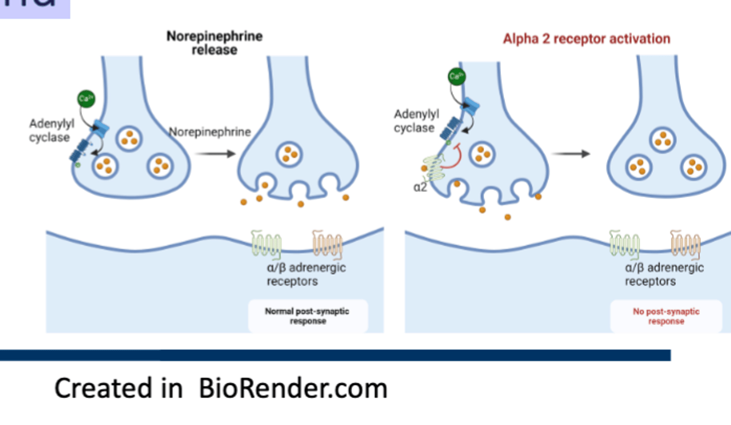 <p>• Commonly expressed on presynaptic terminals of sympathetic postganglionic neurons.</p><p>• Activation inhibits adenylyl cyclase and leads to inhibition of NE release (feedback inhibition)</p><p>• Reduce SNS outflow from medulla</p>