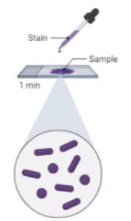 <p>What color stain and list the color of gram pos. and neg. </p>
