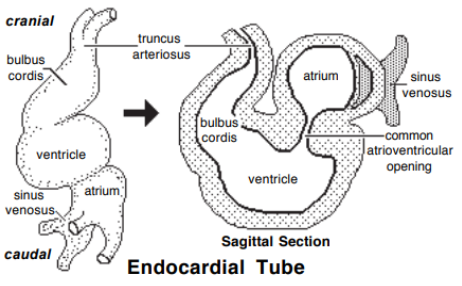 <p>Partitions form a 4-chambered organ. The <span style="color: purple;">septa </span>that form:</p><p>1. Divide atrium and ventricle (cardiac cushions → <span style="color: purple;">septum intermedium</span>)</p><p>2. Divide the atrium (<span style="color: purple;">septum primum and secundum</span>)</p><p>3. Divide the ventricle <span style="color: purple;">(interventricular septum</span>)</p><p>4. Divide the outflow tracts (<span style="color: purple;">Aortico-pulmonary septum</span>)</p>