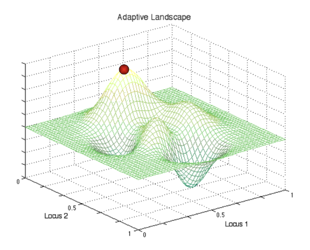 <p>What would best describe the red population (provide the most accurate and prce4ise answer in the context of adaptive landscapes)?</p>