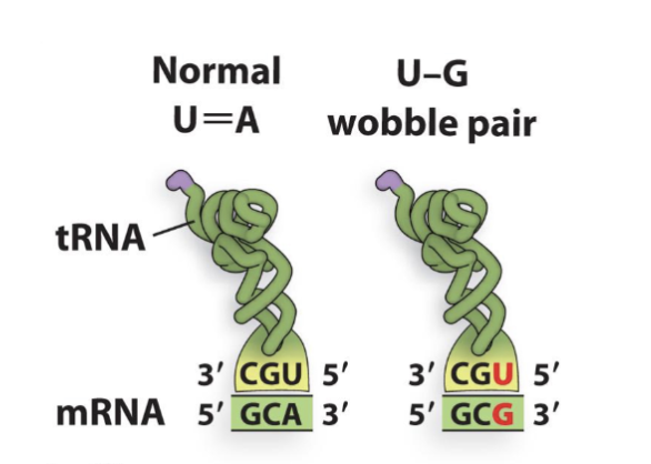 <p>Anticodon (3’5’) xxU recognizes xxA and xxG codons</p>