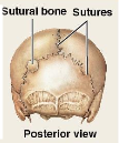 <p>Flat, oddly shaped bones found between the flat bones of the skull. Their borders fit together like a jigsaw puzzle</p>