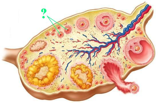 <p><span>Identify the indicated type of follicle.</span></p>