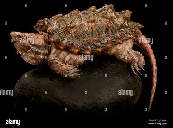 <p>passive hunters, lure in mouth; smooth tail; 3 rows of jagged ridges on carapace</p>