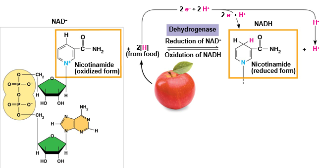 <ul><li><p><span style="background-color: transparent;">In cellular respiration, glucose and other organic molecules are broken down in a series of steps</span></p></li><li><p><span style="background-color: transparent;">Electrons from organic compounds are usually first transferred to <strong>NAD+</strong>, (Nicotinamide Adenine Dinucleotide) a coenzyme</span></p></li><li><p><span style="background-color: transparent;">As an electron acceptor, <strong>NAD+</strong> functions as an oxidizing agent during cellular respiration</span></p></li><li><p><span style="background-color: transparent;">Each NADH (the reduced form of NAD+) represents stored energy that is tapped to synthesize ATP</span></p></li></ul><p></p>