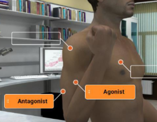 <p>agonist is brachialis</p><p>antagonist is triceps brachii</p>