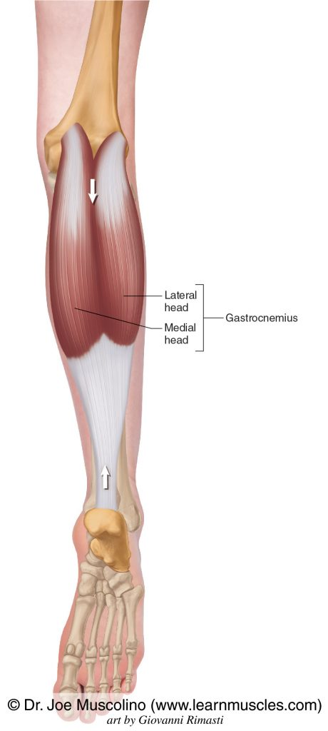 <p>What Muscle?</p>