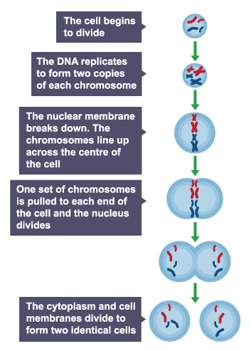 <ul><li><p>During cell cycle — genetic material is doubled → divided into 2 identical cells</p></li><li><p>Before a cell divides it grows and increases number of sub-cellular structures</p><ul><li><p>DNA replicates → forms 2 copies of each chromosome</p></li></ul></li><li><p>Mitosis — 1 set of chromosomes pulled to each end of cell and nucleus divides</p></li><li><p>Cytoplasm and cell membranes divide → forms 2 identical cells</p></li></ul><p></p>