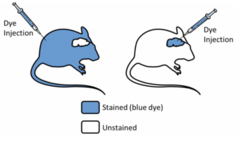 <p>intravenous injections of dyes into mice stained all tissues except the brain (no dye in the CSF)</p><p>The choroid plexus and meninges were stained</p><ul><li><p>NOT the brain itself!</p></li></ul><p></p>