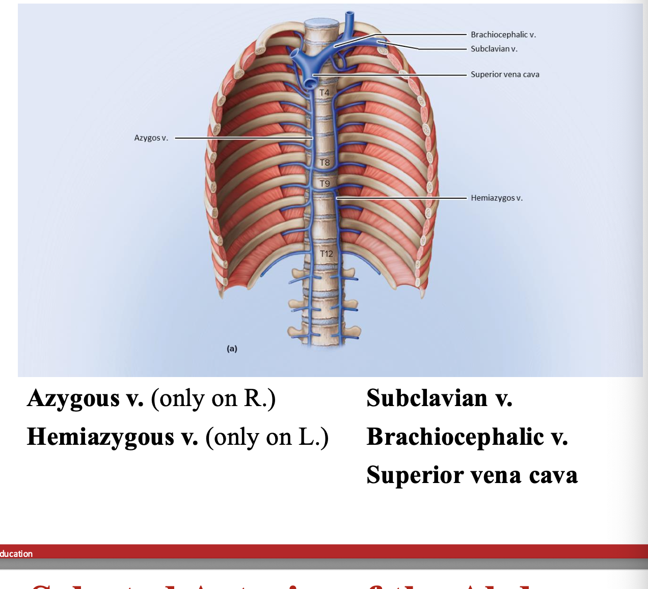 <p>(u dont rlly need to know this slide ?? ) </p>