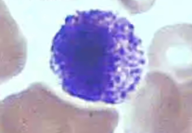 <p><span>The number also increases during infection.</span></p><p><span>• They leave the blood and accumulate at the site of infection or other inflammation.</span></p><p><span>﻿﻿discharge the contents of their granules, releasing a variety of mediators </span></p><p></p>