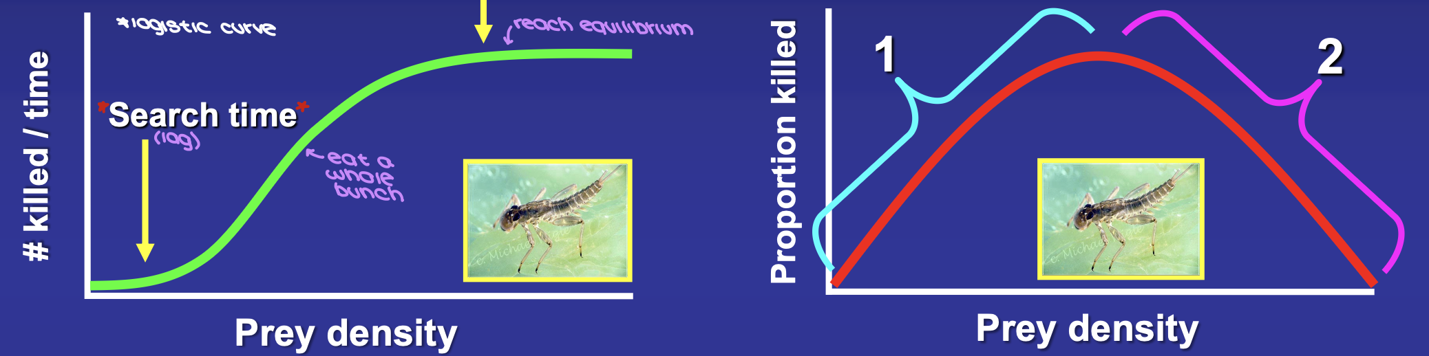 <ul><li><p><span style="background-color: transparent;"># of prey killed is a logistic curve showing a lag for search time, predator eats a whole bunch, and reaches equilibrium</span></p></li><li><p><span style="background-color: transparent;">proportion killed is a u-shaped curve</span></p><ul><li><p><span style="background-color: transparent;"> low to intermediate densities are regulated by predators</span></p></li><li><p>at high densities → <strong>predator swamping</strong></p></li></ul></li></ul><p></p>