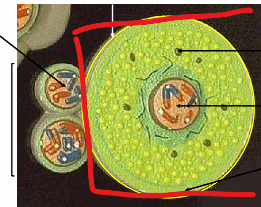 <p>name the cell</p>