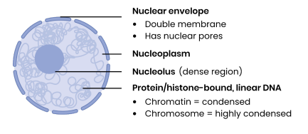 <p><strong>What are the main structural features of the nucleus?</strong></p>