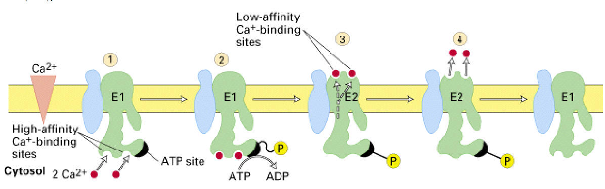 <p>Describe the mechanism of transport work, and provide an example. </p>