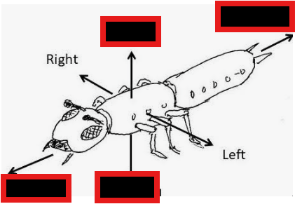 <p>name the body orientations of insects</p>