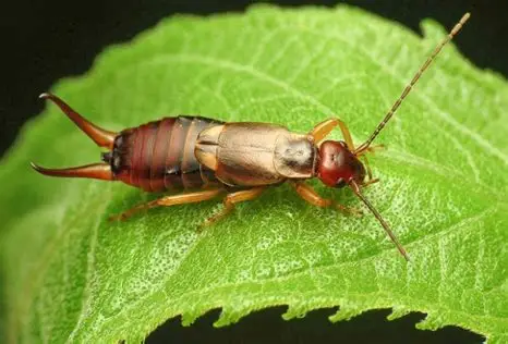 <p>What pest is this </p>
