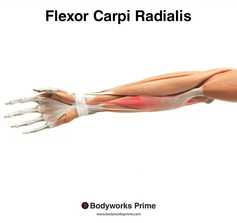 <ul><li><p><strong><mark data-color="#440000" style="background-color: rgb(68, 0, 0); color: inherit;">Prime mover (anterior):</mark> </strong>Flexor carpi radialis → flexes wrist.</p></li><li><p>Digitorum → flexes digits.</p><ul><li><p><strong>Synergist: </strong>flexor digitorum superficialis → assists in flexion of digits.</p></li></ul></li></ul><p></p>