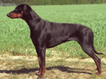 <p>welk type hond is dit</p>