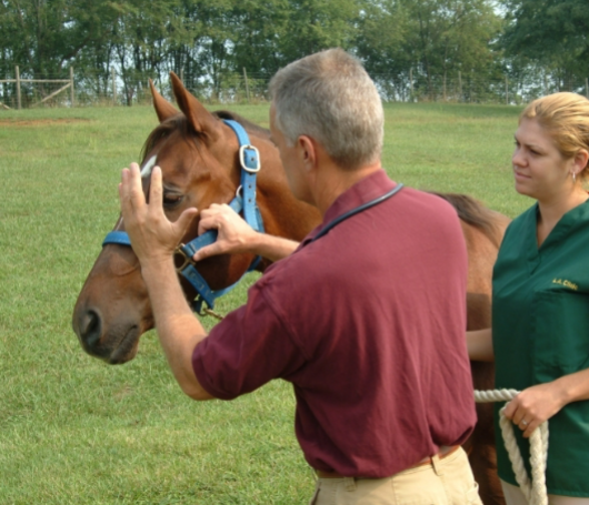 <p>Step 4: The veterinarian is testing the ___________ response to ensure the horse is processing visual information</p>