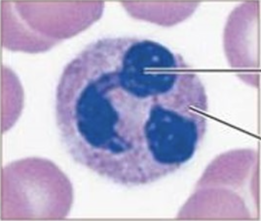 <p>Name this cell</p>