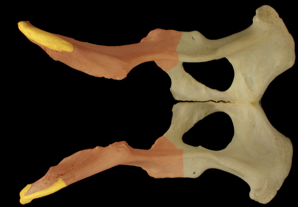 <p>Iliac Crest of the Ilium of the Pelvis </p>