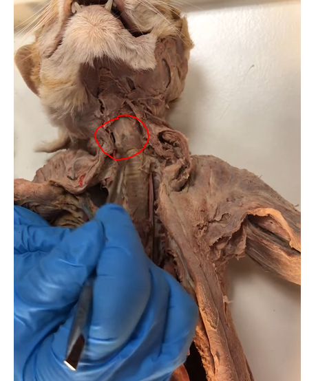 <p>What is inside the larynx </p>